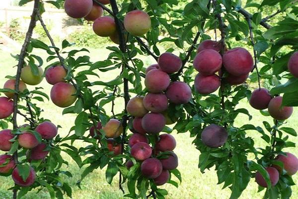 tree fruiting 