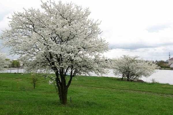 Description of the cherry plum variety Traveler, pollinators, planting and care