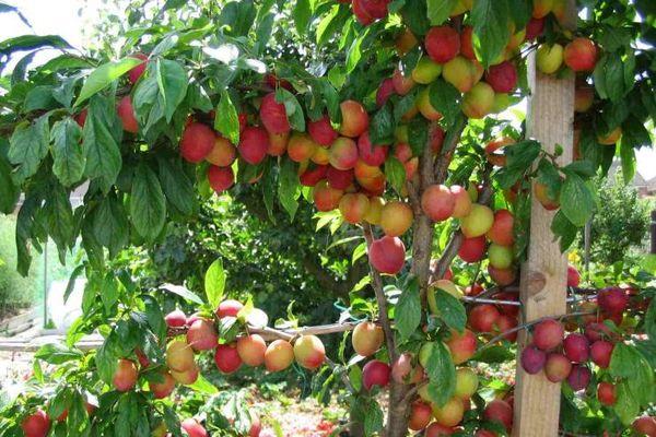 Frutos de ameixa cereja