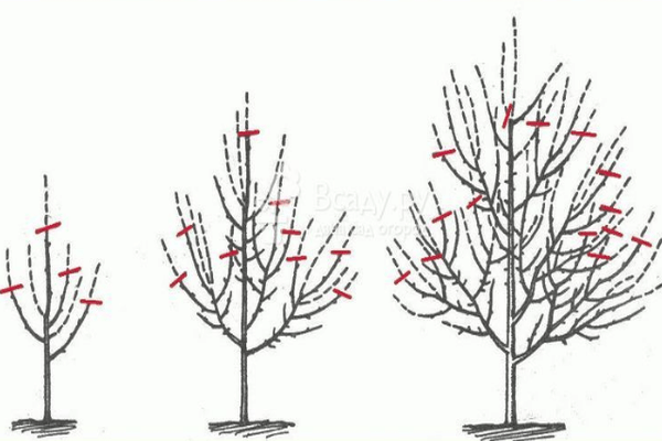 Pflanzschema