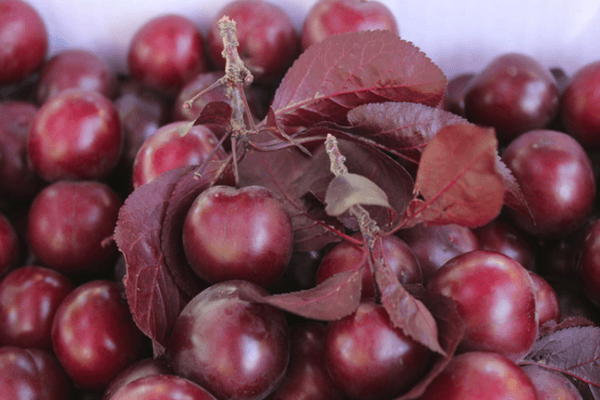 Red cherry plum