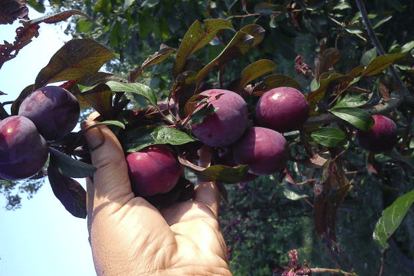 Cherry plum Lama