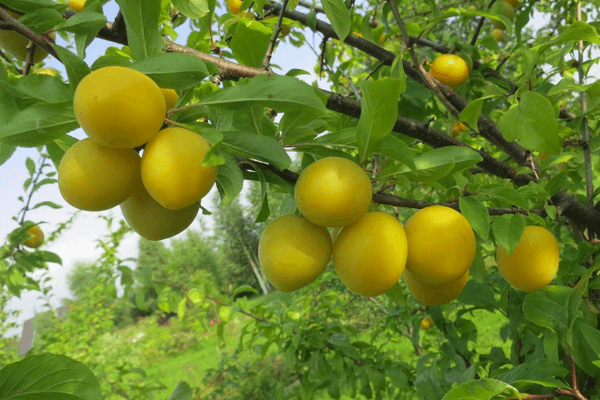 Žlutá třešňová švestka