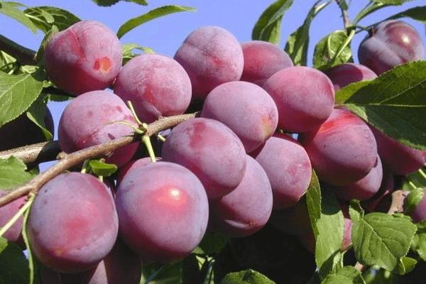 Prune cerise rouge