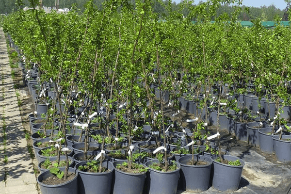 Pots with seedlings