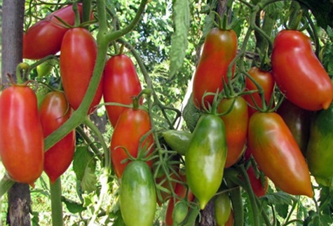 buissons de tomates Scarlet Mustang