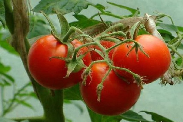 severní rajčata 