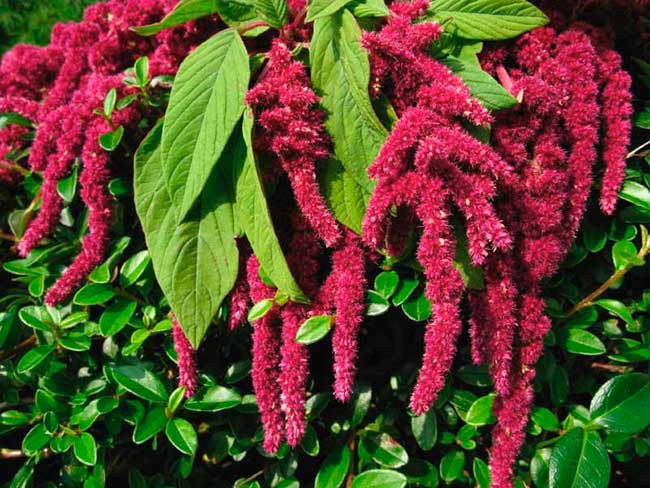 unglaublicher Amaranth 