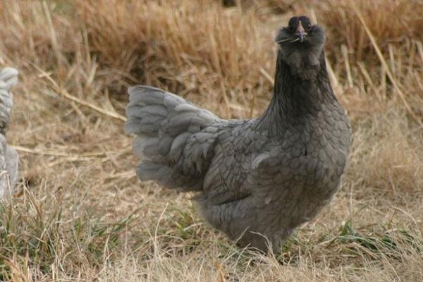 Ameraucana piletina