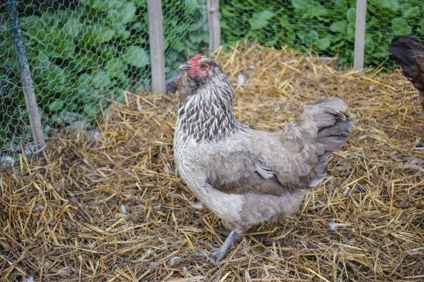 chicken in the hay 