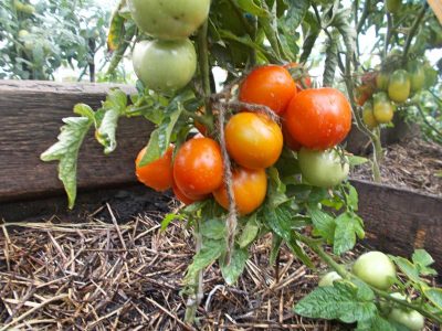 tomato bushes Amur standard