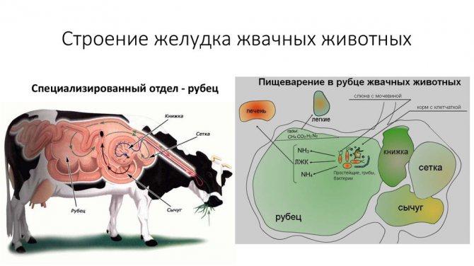 структура желуца