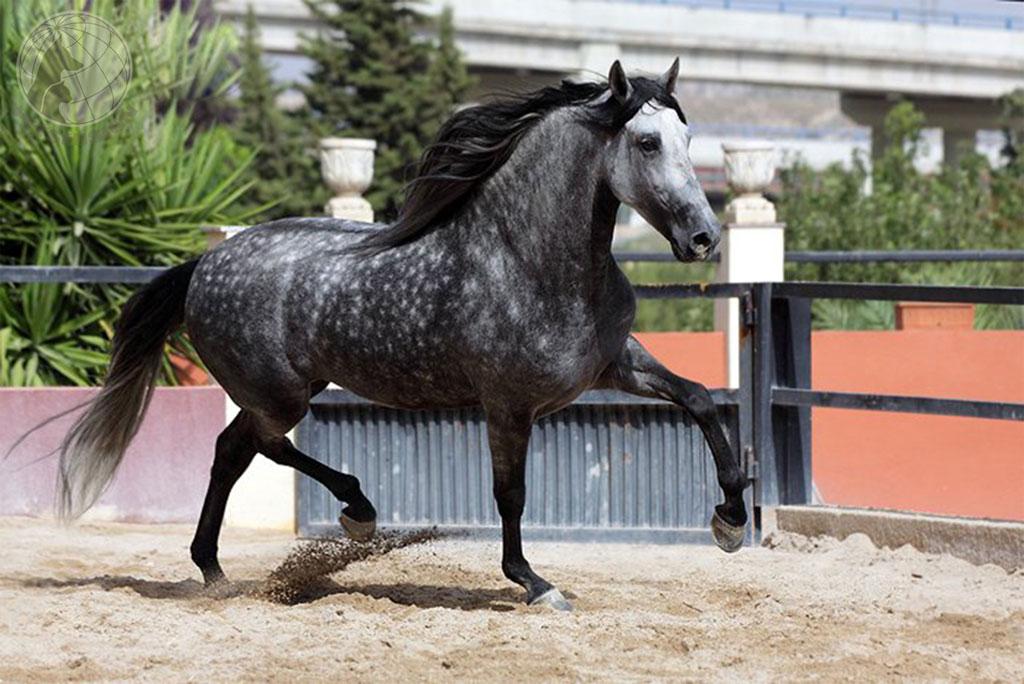 een prachtig paard