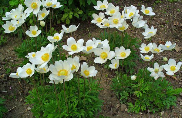 Anemone Forest