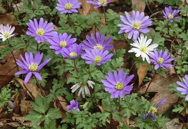 Anemone japonica