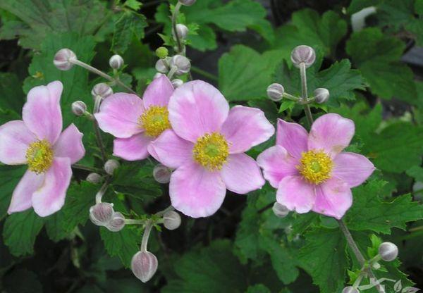 Anemone Feltre