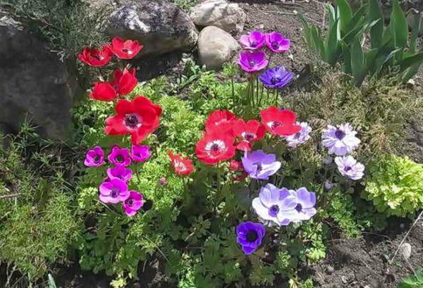 anemones de colors