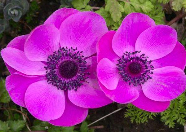 Anemone Hybrid