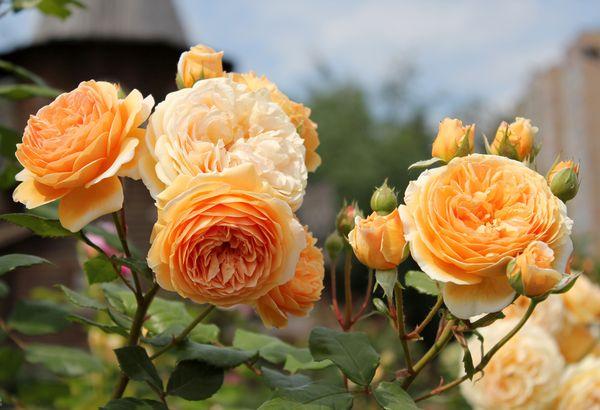 Schöne Rosen