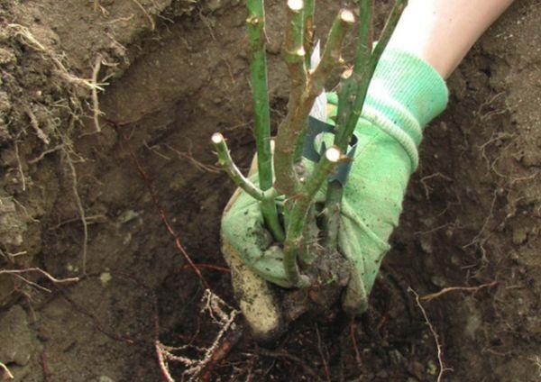 rozen planten