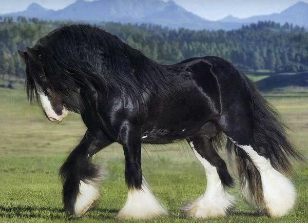 hrabský kůň