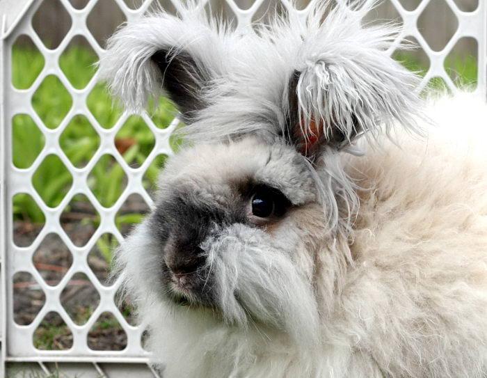 thỏ Angora