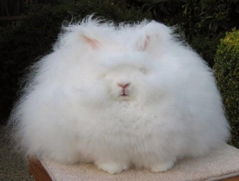 angora konijn