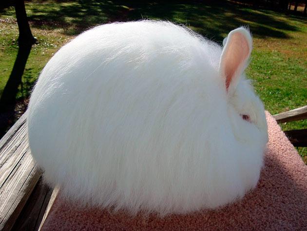 angora konijn