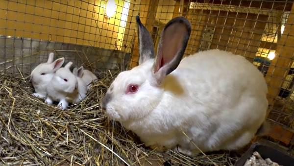 raising rabbits in winter