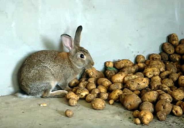 brambory pro králíka