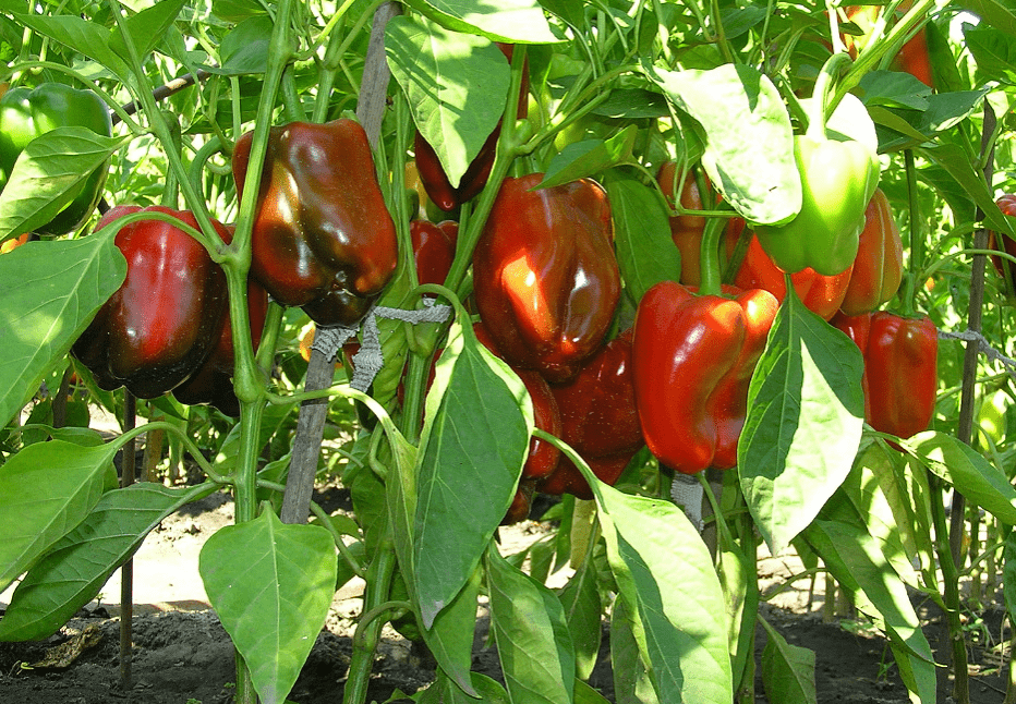 Paprika Antey