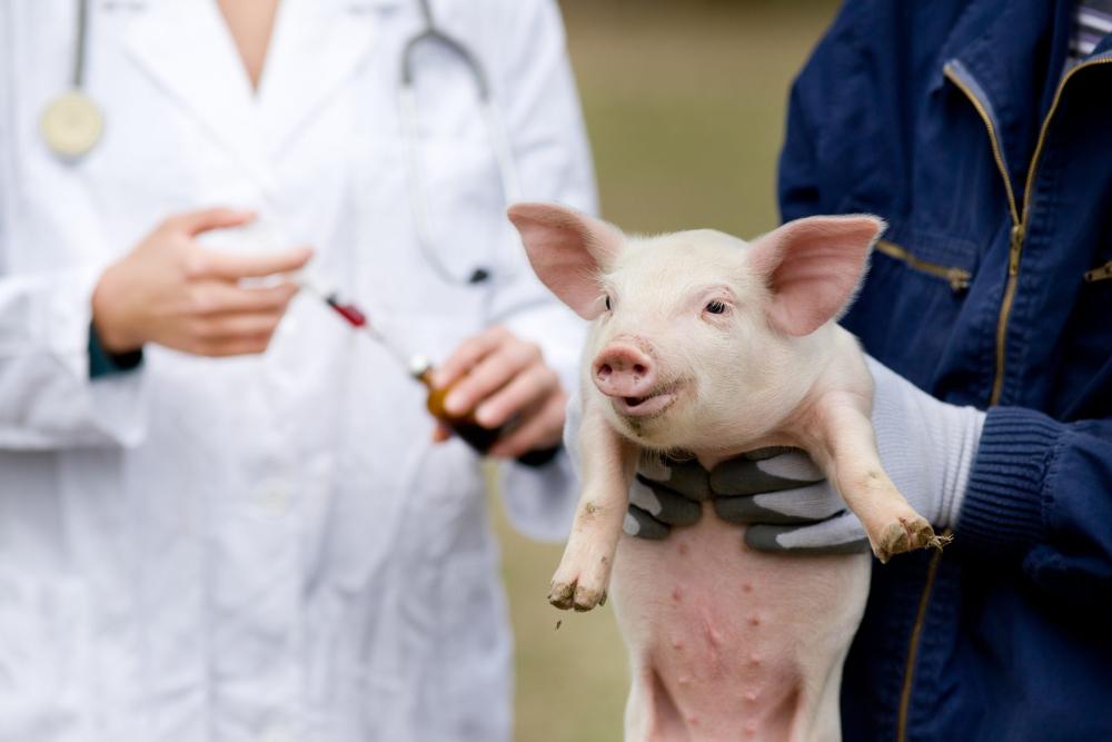 cochon dans les mains