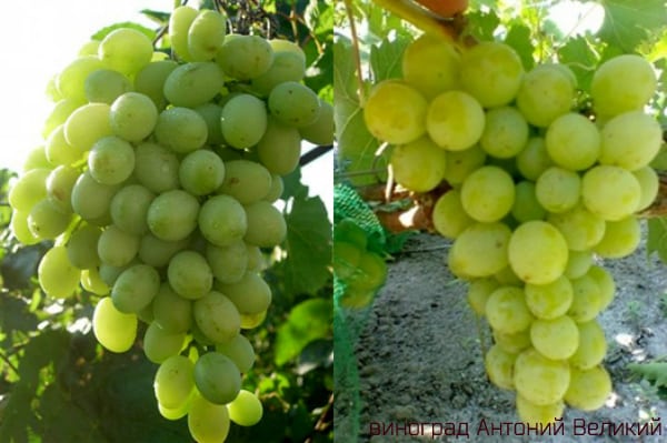 Anatoly the Great grapes