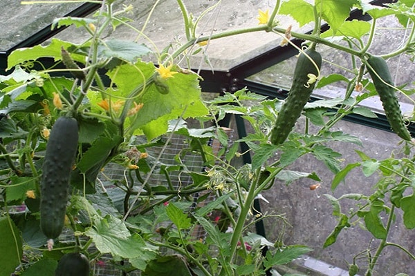 lahat ay nasa greenhouse 