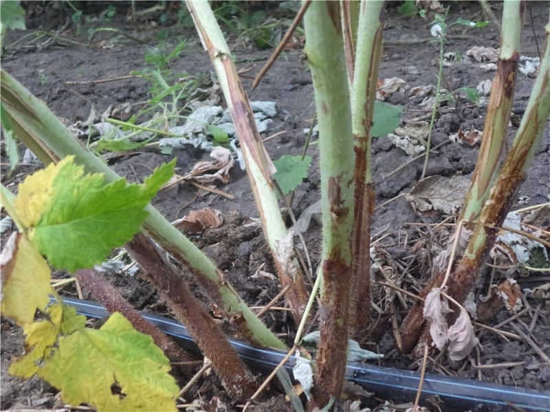 blackberry propagation