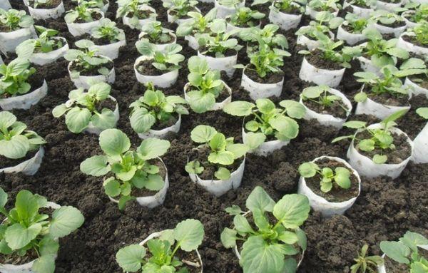 pots with seedlings