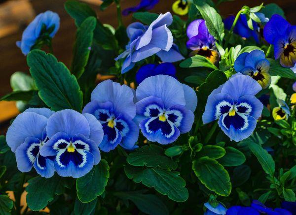 Blue pansies