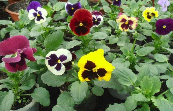 Trồng hoa Pansies