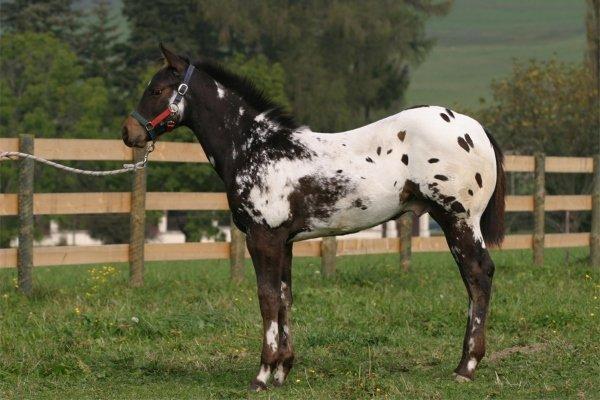 appaloosa konj