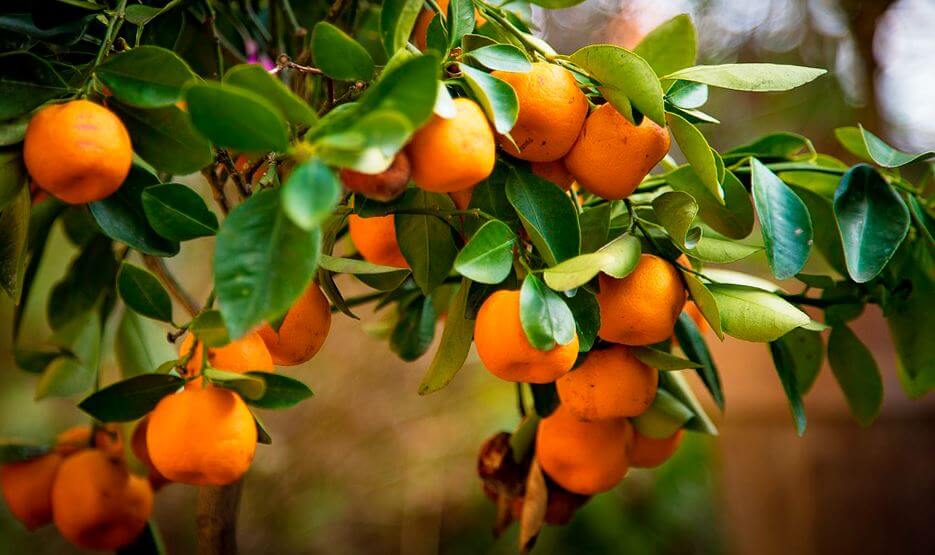 pěstování pomerančů
