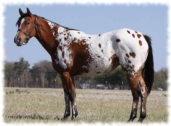 appaloosa zirgs