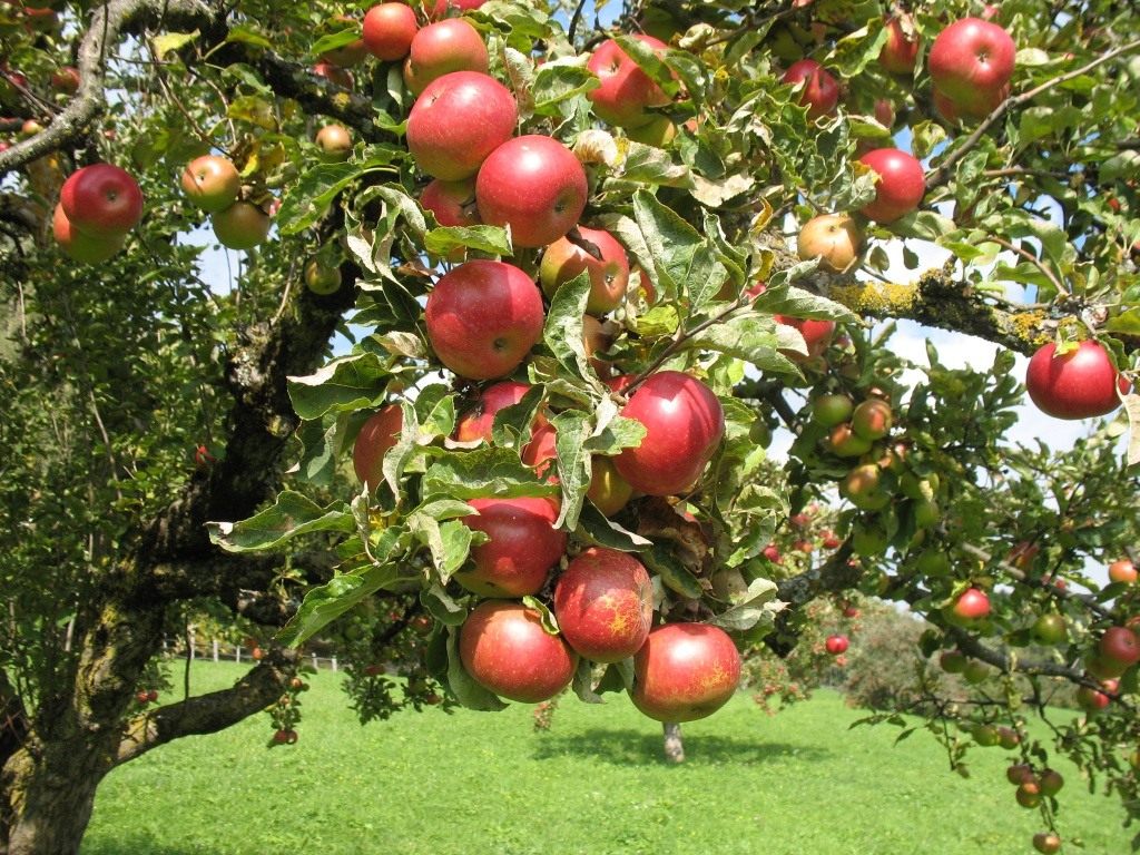 Apfelbaum früh rot