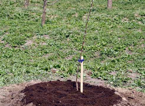 plantació de pomeres