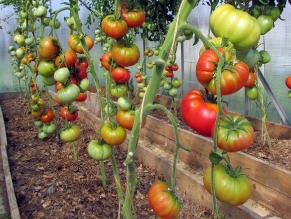 rosers de tomàquet silvestre