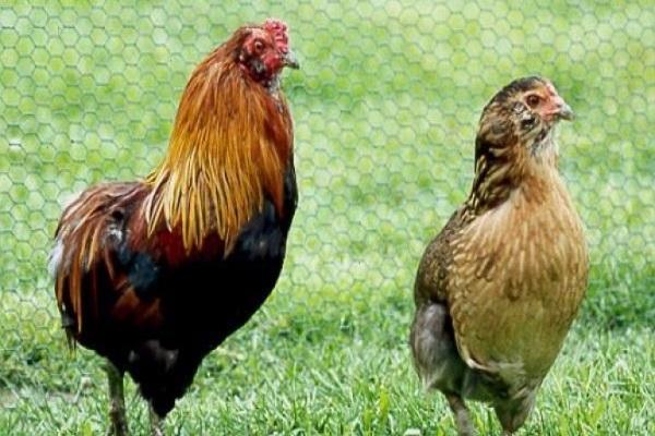 chicken breed