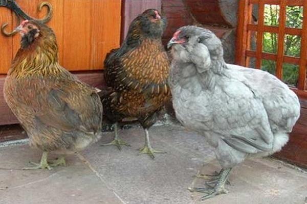 Chilean chicken 