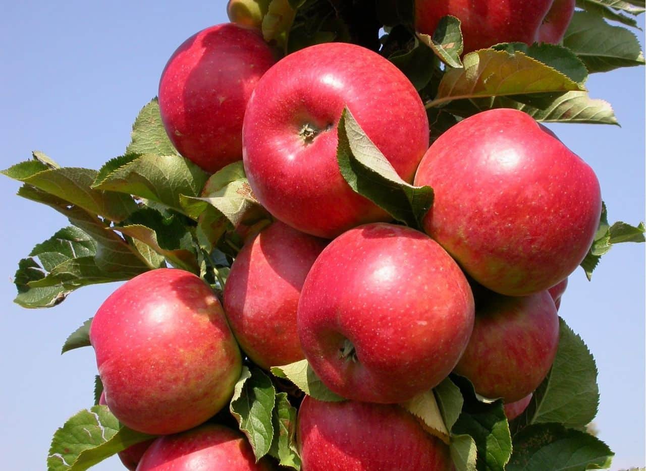 radost z jabloní