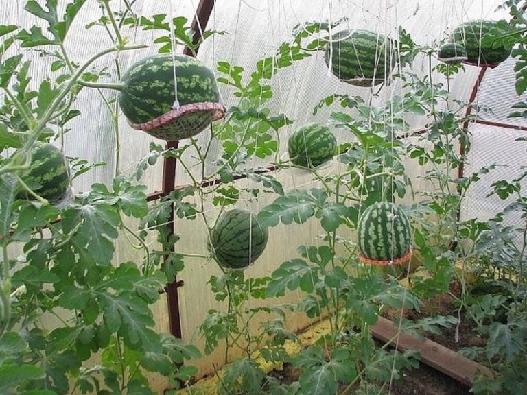 gebundene Wassermelonen