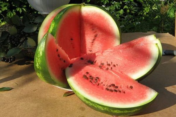 popis vodních melounů