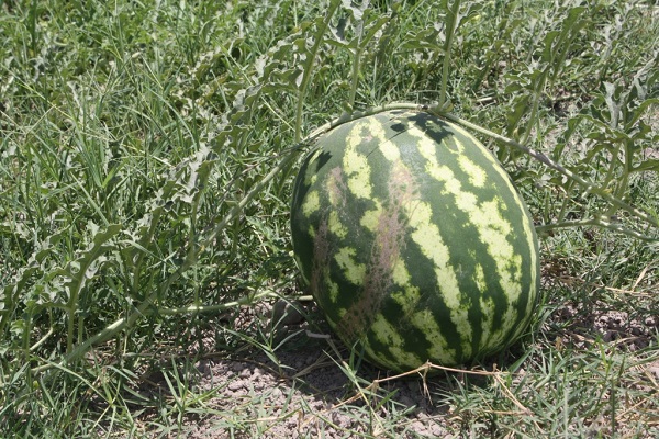 Bedrohung für die Ernte